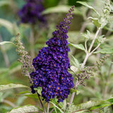 2 Dark Purple Butterfly Bush Plants, Perennial Shrubs, 4-7 Inches Tall