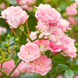 Light Pink Climbing Rose Live Plant, Fragrant Reblooming Flowering Bush