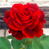 Live Don Juan Climbing Rose Plant, Hardy, Well Rooted, 5-9 Inches Tall