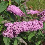 Pink Buddleia Butterfly Bush, 4 To 6 Inch Live Outdoor Starter Shrub Plant
