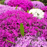Creeping Phlox Live Plant, Perennial Ground Cover Flower, 4-7 Inches Tall