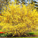 2 Live Lynwood Gold Forsythia Plants, 6-12 Inch Bareroot Garden Hedges