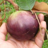 Live Purple Caimito Star Apple Fruit Tree, 14-18 Inches Tall, 1 Gallon Pot