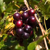 Black Muscadine Live Grape Vine Plant, 8-12 Inches Tall, 4-Inch Pot Size