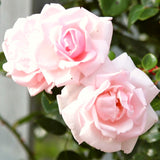 Pink Live Rose Plant, Reblooming Fragrant Flower Bush, 5 To 9 Inches Tall