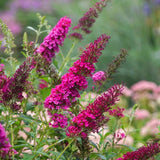 2 Raspberry Buddleia Shrubs, 4-7'' Tall Perennial Butterfly Bush Plants