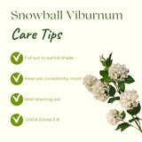 Live Old Snowball Viburnum Shrub, White Blooms, 6-10 Inches, 4 Inch Pot