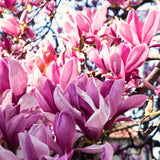 2 Jane Live Flowering Trees, 6-12 Inches Tall, In 2.5-Inch Garden Pots