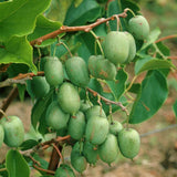 3 Live Cold-Hardy Fruit Vines, 4-6 Inch Starter Plants For Outdoor Gardens