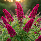 Live Butterfly Bush Shrub, Random Variety, 5-9 Inches Tall, Summer Blooms