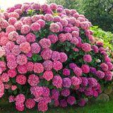 2 Live Pink Hydrangea Shrubs, Large Blooms For Garden Planting, 4 Inch Pot