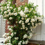 White Climbing Rose Bush, Live Plant 5-9 Inch Tall, Well Rooted, No Leaf