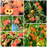 Live Peach Fruit Tree, 20-26 Inch Plant In 1 Gallon Pot, Orchard Garden