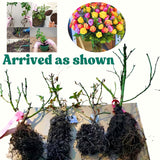 Live Don Juan Climbing Rose Plant, Hardy, Well Rooted, 5-9 Inches Tall