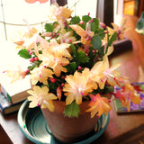 2 Live Yellow Christmas Cactus Plants, 4-7 Inch Holiday Indoor Houseplants