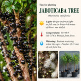 Live Black Jaboticaba Fruit Tree Plant, 1 Ft Tall For Patio And Orchard