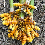 2 Live Yellow Turmeric Plants, 5-9 Inch Size For Outdoor Garden Planting