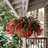 Live Christmas Cactus Plant, 4-7 Inches, Shelf Or Hanging Indoor Home Decor