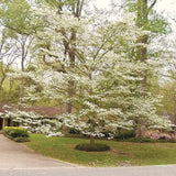 2 White Flowering Dogwood Outdoor Live Trees, 12-24 Inches Tall, Quart Pot