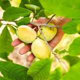 Live Pawpaw Fruit Tree, 6-12 Inch Bare Root Plant In Quart Pot, Outdoors
