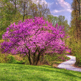 Cold Hardy Eastern Redbud Live Tree, Deciduous Spring Flowering Planting