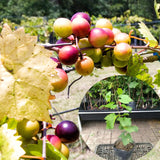 2 Live Bronze Muscadine Grape Vines, Sweet Fruit Plants, 5-8 Inches Tall
