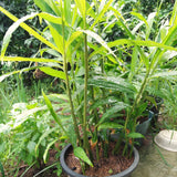 2 Live Ginger Flower Plants, Tropical Starters, 4-7 Inches Tall To Plant