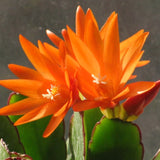 Live Orange Easter Cactus, 4-7 Inch Blooming Indoor Houseplant For Spring