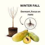 2 Live Pawpaw Trees, Bare Root Plants, 6-12 Inches Tall, Outdoor Growing