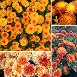 2 Orange Live Mum Plants, 5-7 Inch Hardy Perennial Flowers For Outdoors