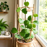 Hoya Kerrii Indoor Vine, Live 4-6 Inch Plant For Shelves And Home Decor