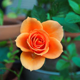 Live Orange Rose Bush, Fragrant Reblooming Plant, 5-10 Inch Tall, No Pot