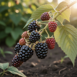 2 Live Boysenberry Plants, 5-8 Inch Trellis Vines, Indoor And Outdoor Use