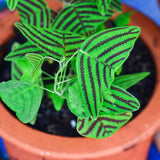 Live Christia Obcordata Decorative Foliage Plant, Butterfly Leaves, 5-9 In