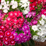 4 Live Red Dianthus Flower Plants, Outdoor Planting, Perennial Flowers
