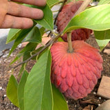 Potted Live Red Sugar Apple Fruit Tree, Annona Squamosa, 6-12 Inches Tall