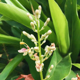 3 Live Galangal Ginger Plants, Well Rooted, 4-7 Inches Tall For Garden Use
