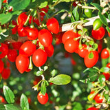 Goji Berry Live Fruit Plant, Half Gallon Pot, 8-12 Inches Tall, Outdoor