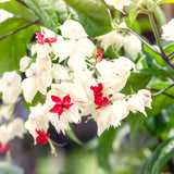 3 Live Mixed Bleeding Heart Plants, Ornamental Vines, 5-10 Inches Tall