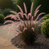 2 Live Red Purple Fountain Grass Plants, 5-9 Inch Garden Border Starters