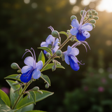 2 Blue Butterfly Clerodendrum Live Plants, Bell Flower Vine, Shade Garden