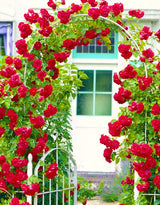 Live Don Juan Rose Plant, Well-Rooted Climber For Trellises And Arches
