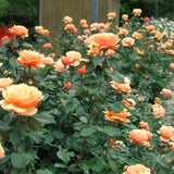Live Orange Rose Bush, Fragrant Reblooming Plant, 5-10 Inch Tall, No Pot