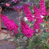 Live Raspberry Buddleia Butterfly Bush 5-9 In Tall, Spring Planting, No Pot
