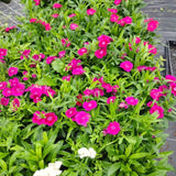 10 Live Red Dianthus Plants, Outdoor Flower Plants For Outside Planting