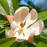 Live Sweetbay Magnolia Plant, 6-12 Inch Tall, Fragrant Flowering Shrub
