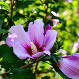Pink Rose Of Sharon Live Plant, Garden Flowering Shrub, 6-13 Inches Tall