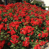 Fragrant Red Live Rose Plant, Bare Root Hardy Flower, 5 To 9 Inches Tall
