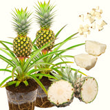 2 Live White Jade Pineapple Plants, 4-6 Inches, Tropical Indoor Outdoor