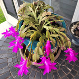 2 Live Purple Christmas Cactus Plants, 4-7 Inch Holiday Houseplants Decor